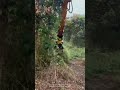 Mass Uprooting Power! Machine pulls buried roots and soil together