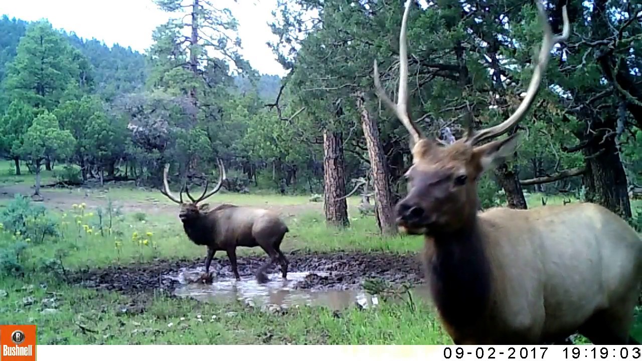 New Mexico Elk YouTube