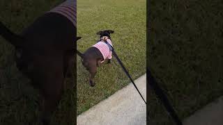 Daol is morning Walking..