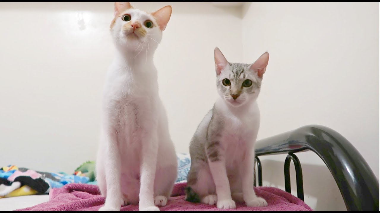 kitten boxing gif ✰ So, WHO DID IT?!! ✰ Someone spilled the LITTER SAND... 🤔