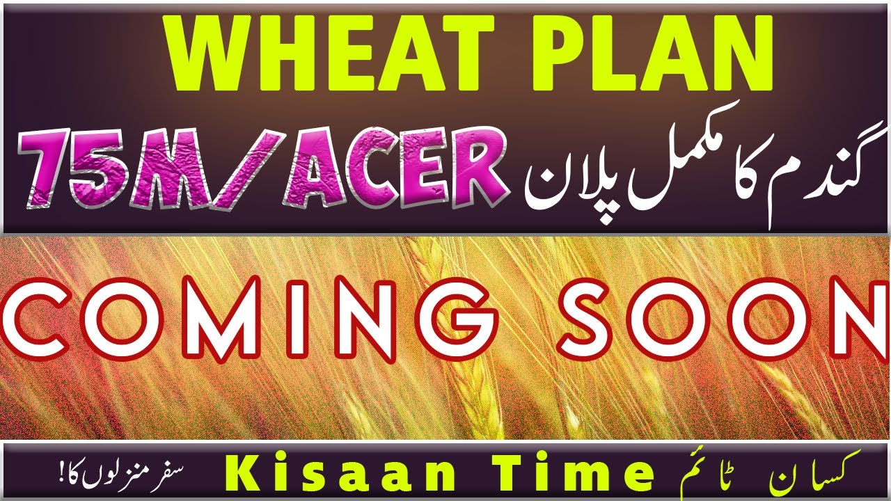 Fertilizer plan for wheat water plan for Wheat crop best wheat fertilizers  Kisaan Time کسان ٹائم