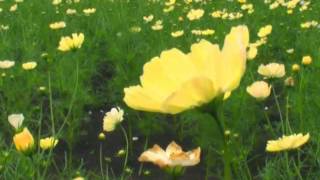 Yellow cosmos flower.
Flowers may facilitate out crossing (fusion of sperm and eggs from different individuals in a population) or allow selfing (fusion of sperm and egg from the same flower). Yellow cosmos flower.
