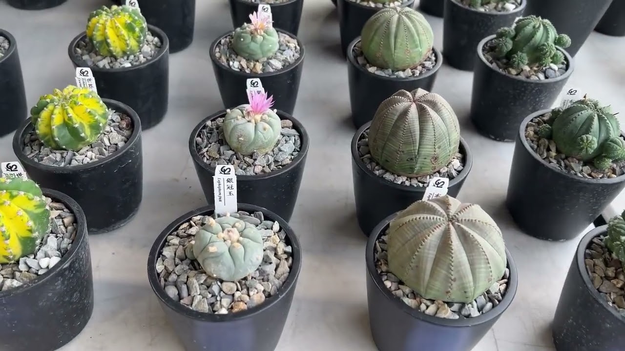2026愛仙會2026-2/21～2/22#科工館#愛仙會#植物 