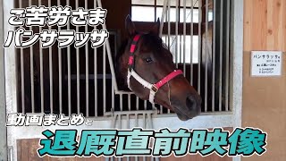 パンサラッサ特集】ドバイターフ、サウジカップと海外G1を2勝。惜しま