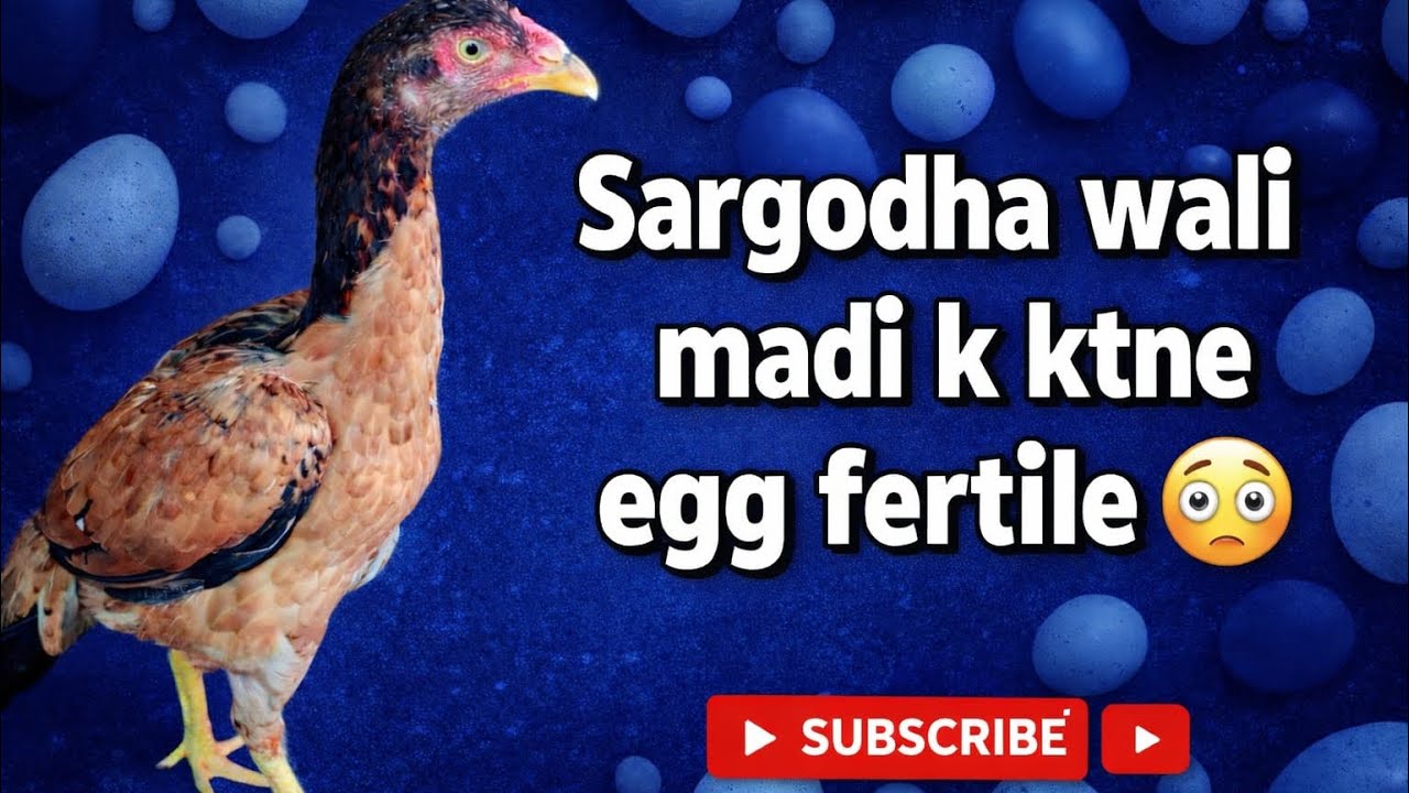 Sargodha wali madi k egg candling 