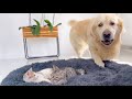 Golden Retriever Shocked by a Kittens occupying his bed!