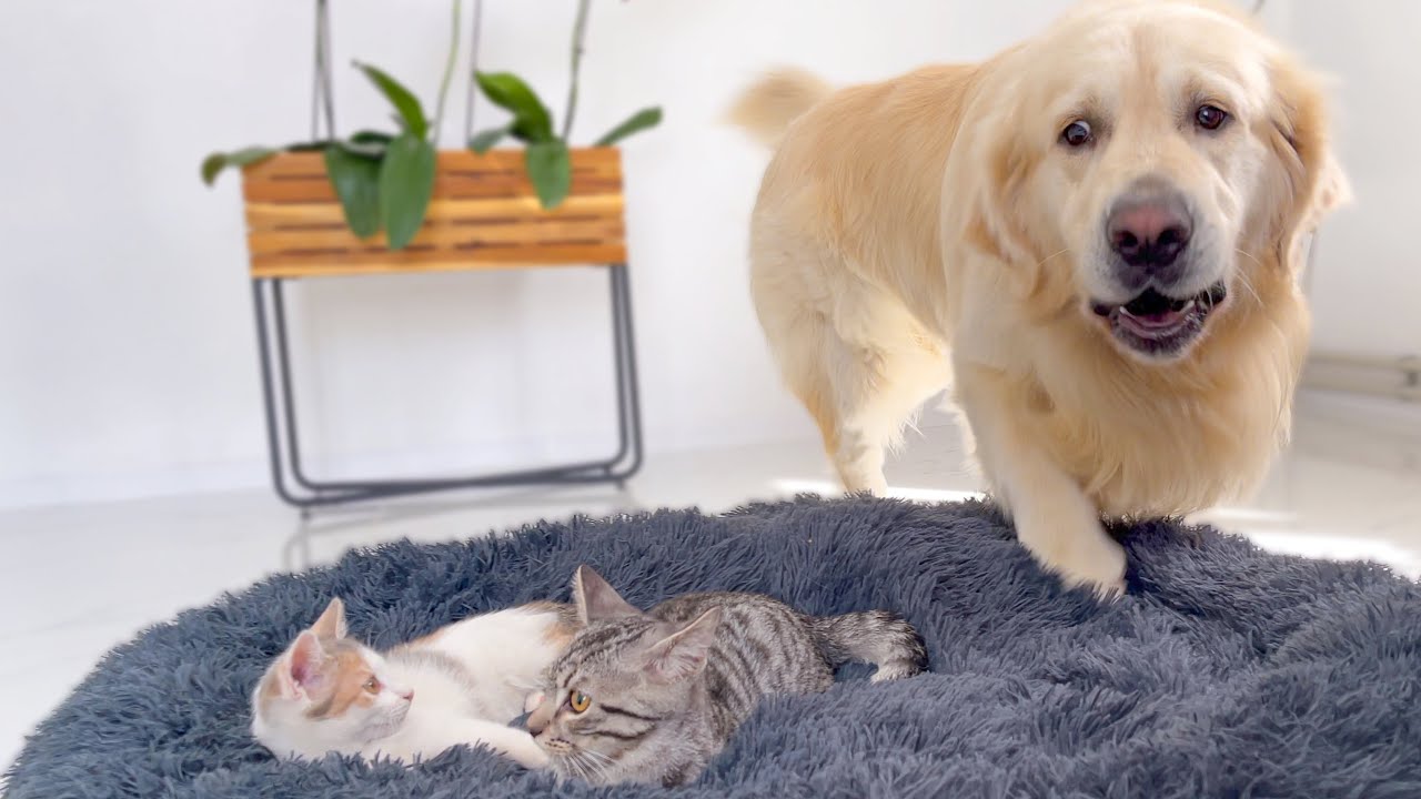 Golden Retriever Shocked by a Kittens occupying his bed! YouTube