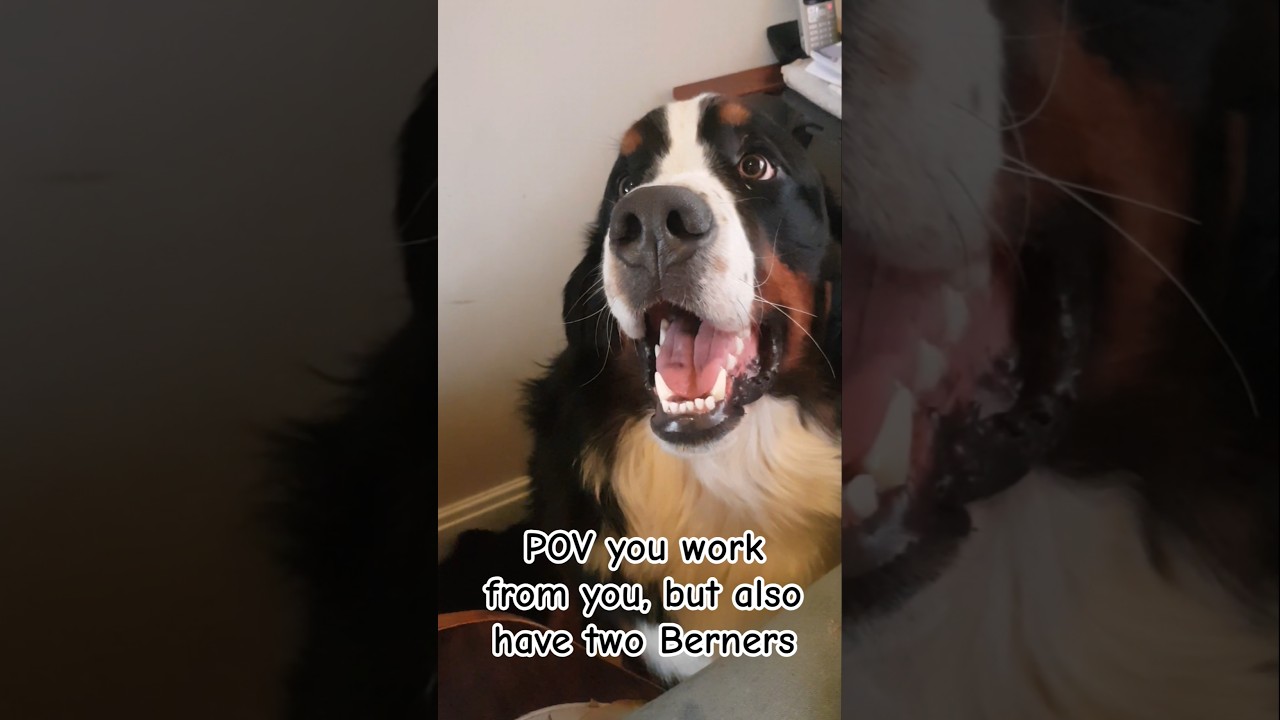 Work from home with two Berners 