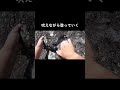 吠えながら登っていく#shorts