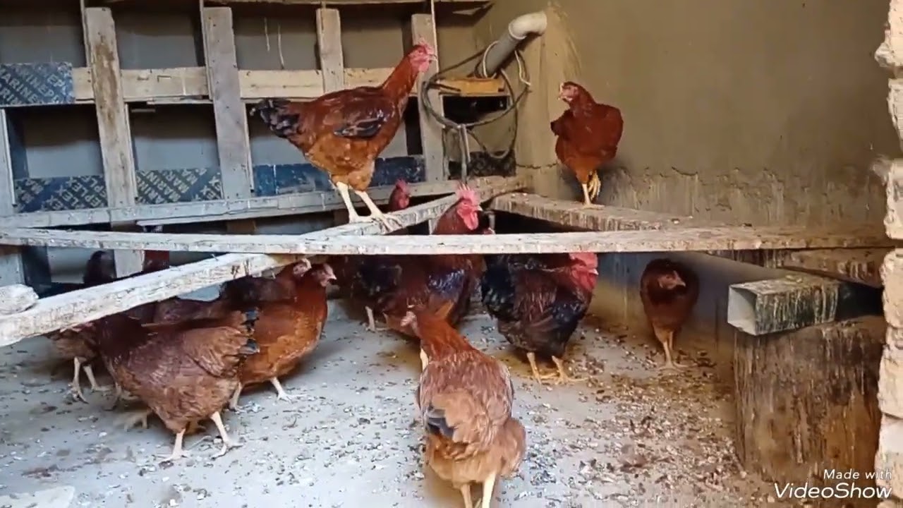 Рябушка Ломан-браун Д-959 тел 93,337,20,48 Маjid Одамое, ки аз ман чучаи 2-моха харидори намудаан