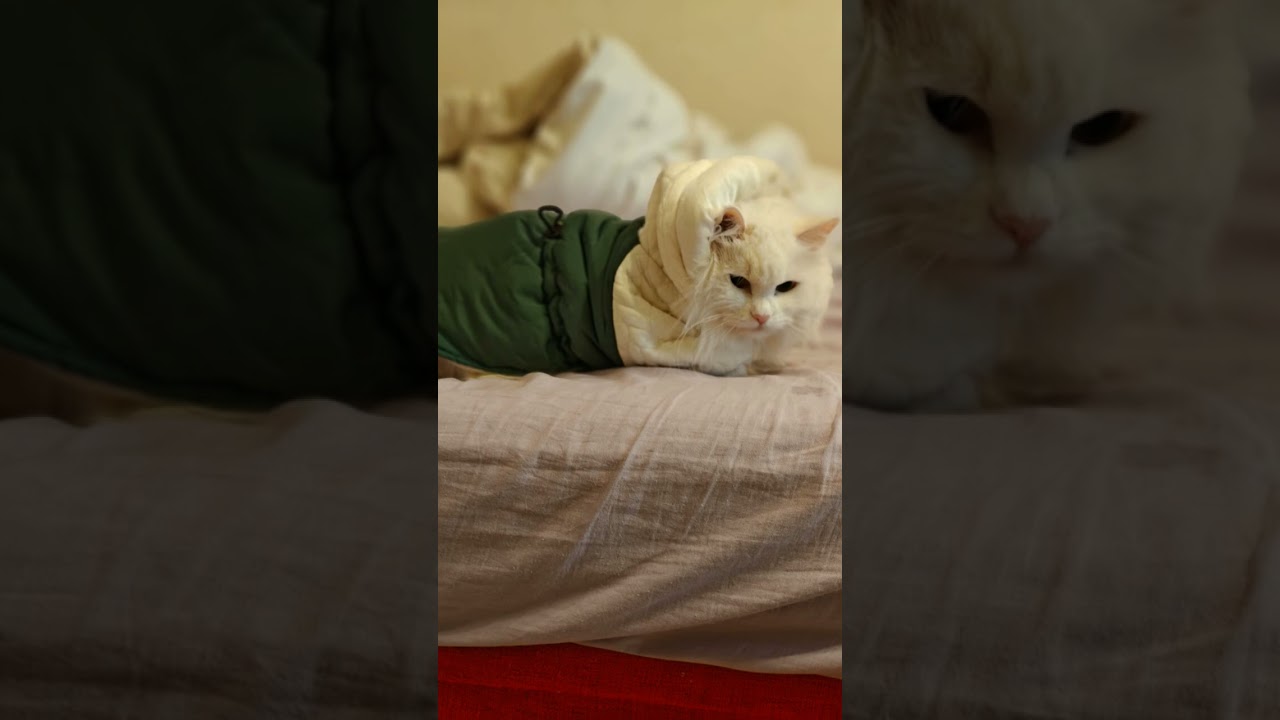 мой антистресс 🐱 