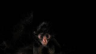 Happy Peruvian Spider Monkey Natt National Geographicπ