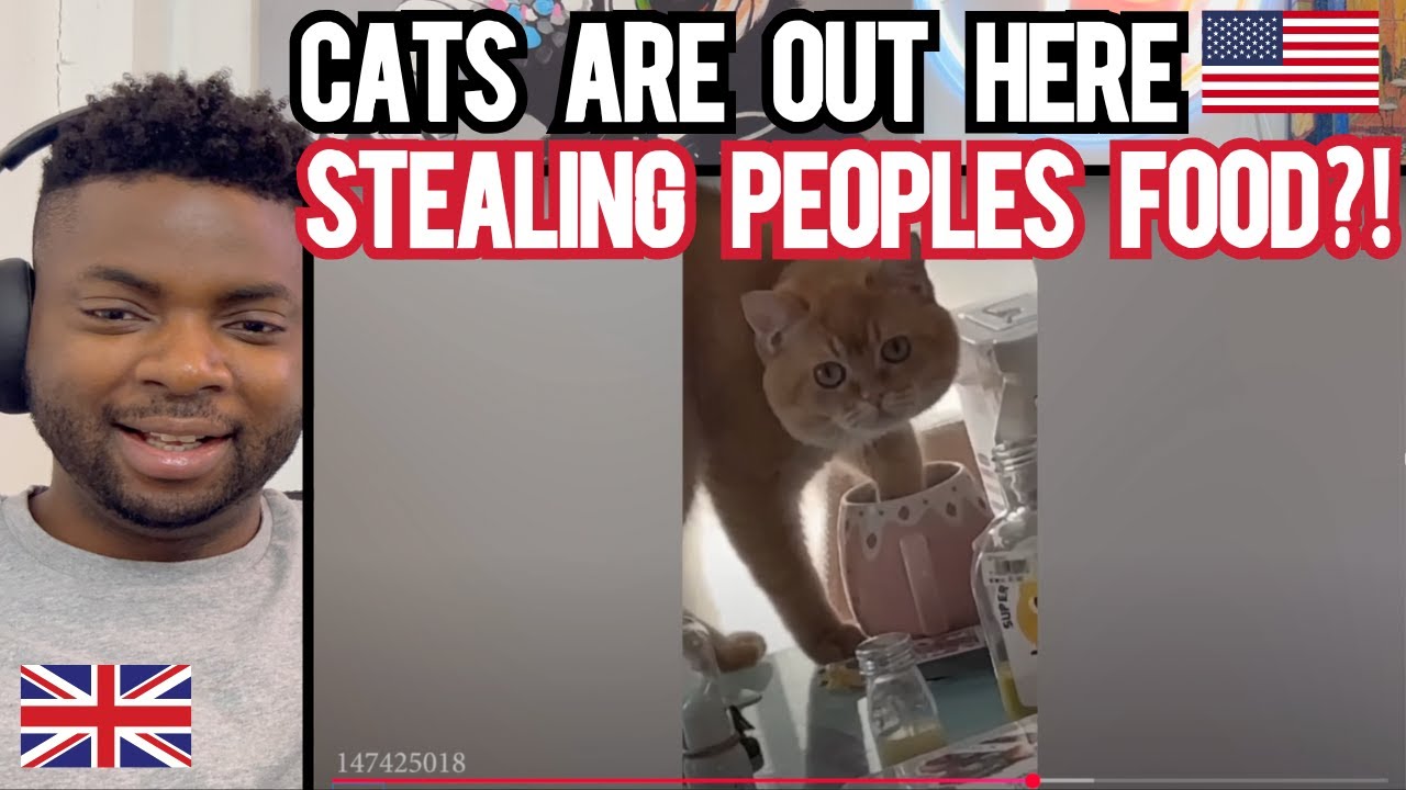 CATS BEING HILARIOUS! - Brit Reacts
