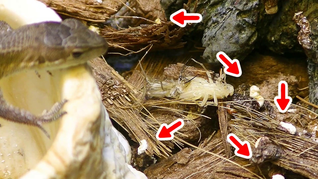 カナヘビ成長期は床材が大変なことになる Youtube