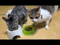 動物の鳴き真似を聞いた猫達の反応の違い