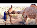 Camel pure life style in desert thar camel by thar