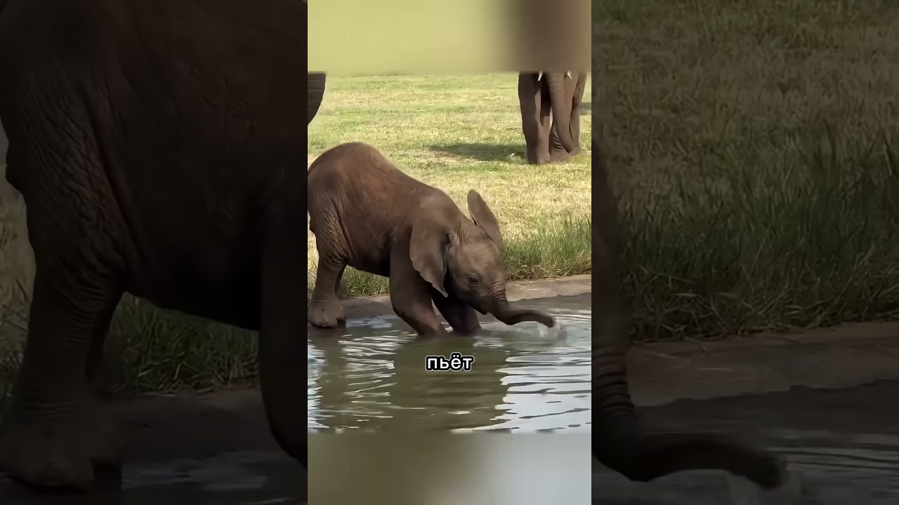 Проблема слонёнка 🐘 