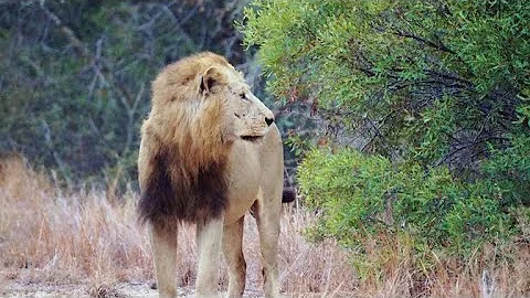 Suspected poacher eaten by lions