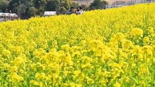 春の陽気　菜の花見ごろ　堺・ハーベストの丘