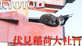 Mysterious early morning exploration at Fushimi Inari Taisha 4K Japan travel video