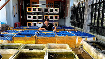 Bạn Học Sinh Lớp 11 Kiếm 3 Triệu/Tháng Nhờ Nuôi Cá Bảy Màu | Dat Guppy