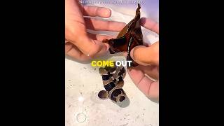 This Man Rescue A Shark Egg ❤️ #shorts