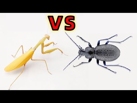 If the golden mantis meets a ferocious beetle，What will be the result?