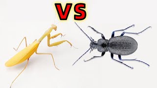 金色螳螂 VS 兇猛甲蟲！Mantis vs Ferocious beetle