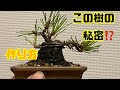 【黒松】簡単に作れる?小さくて太い黒松の作り方一例 black pine bonsai