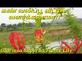 Flame Lily Medicinal Uses கண வல ப ப வ ன மர த த வப பயன கள ம ல க அற வ ம