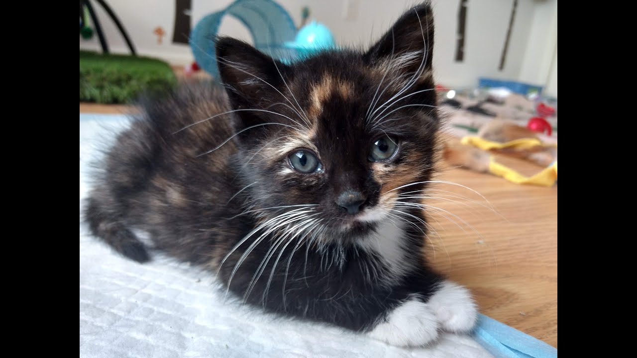 Orphan Six week old kittens, Rocket, Oswald, Gypsy, and Daisy