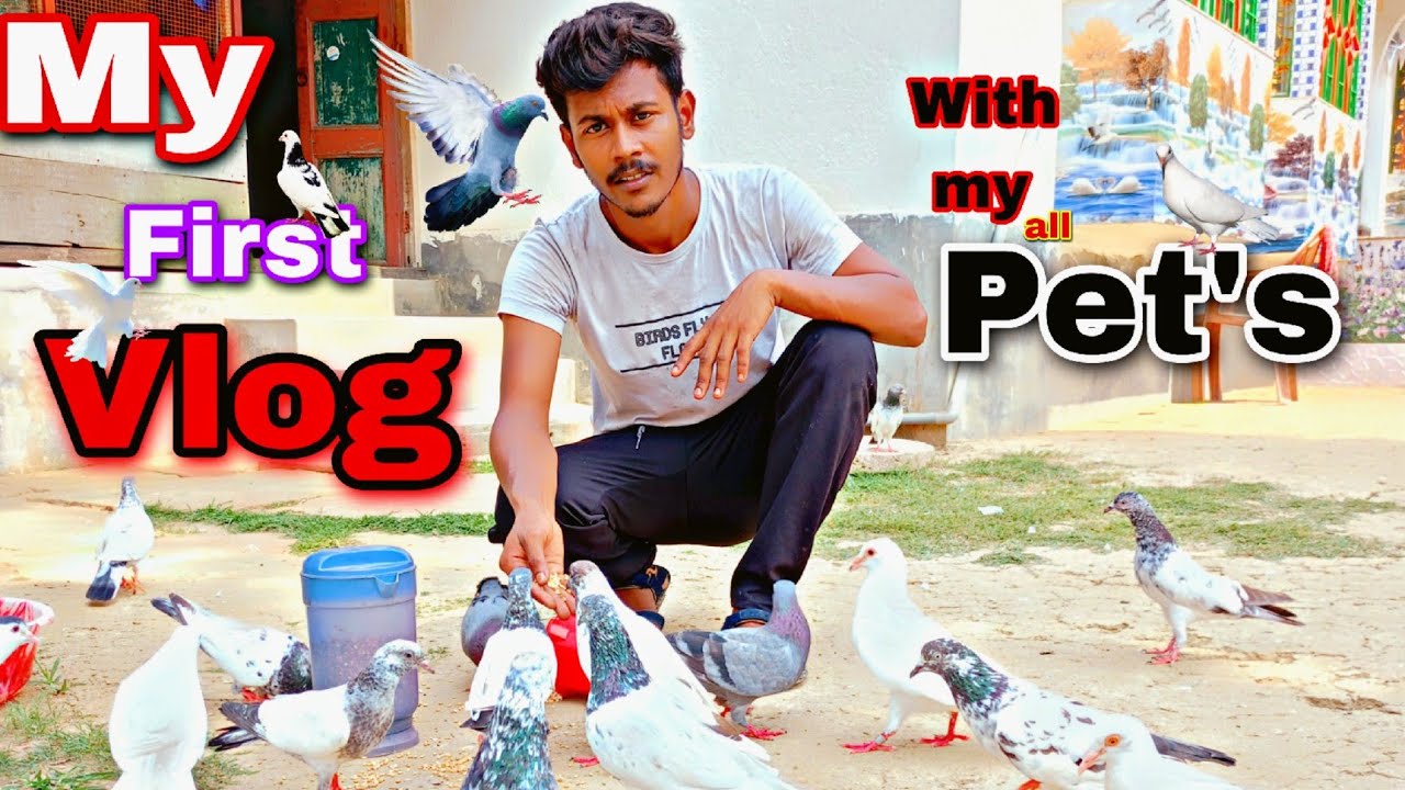 MY FIRST VLOG || This is my first blog about my pigeons and other animals#FirstVlog #pigeonvlog