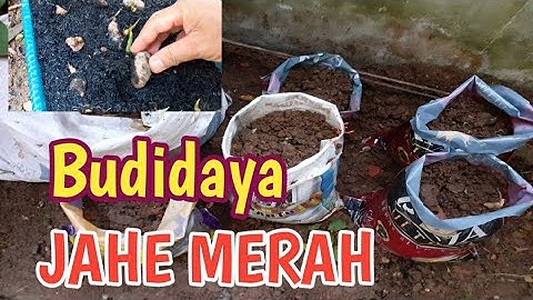 Budidaya Jahe Merah Dalam Karung