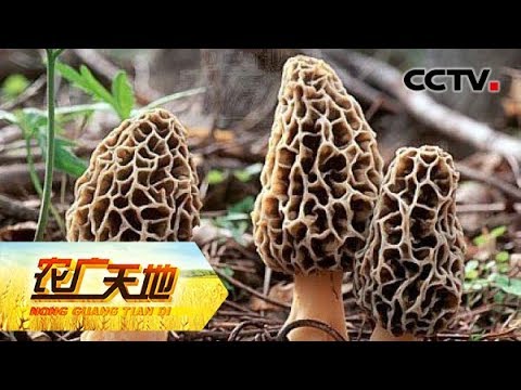 农广天地 羊肚菌 喝水 有学问养好菇类水分控制是关键 Cctv农业 Youtube