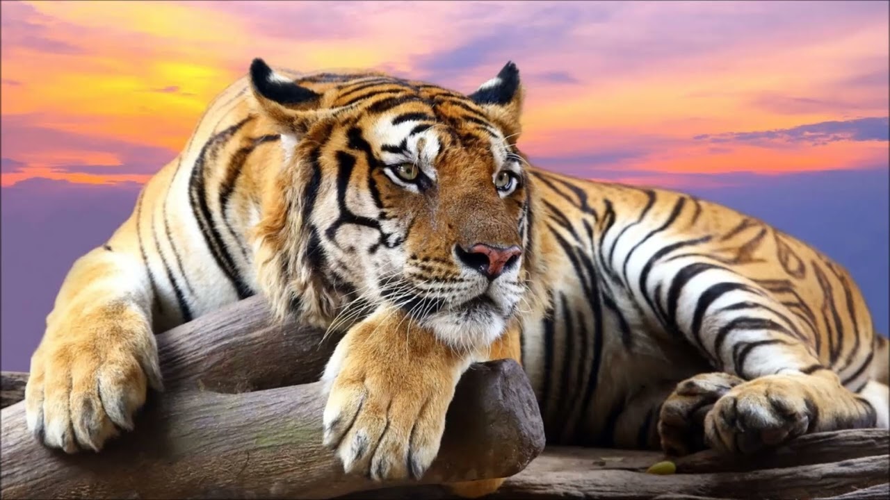 Tigra - In The Name Of Love (Mabra Mix)