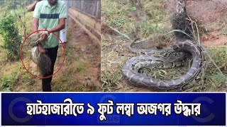 হাটহাজারীতে ৯ ফুট লম্বা অজগর উদ্ধার | Cplus