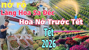 Làng hoa sa đéc hoa nở rầm rộ trước tết 2026