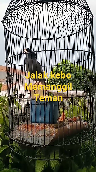 Jalak kebo Memanggil Teman#shorts