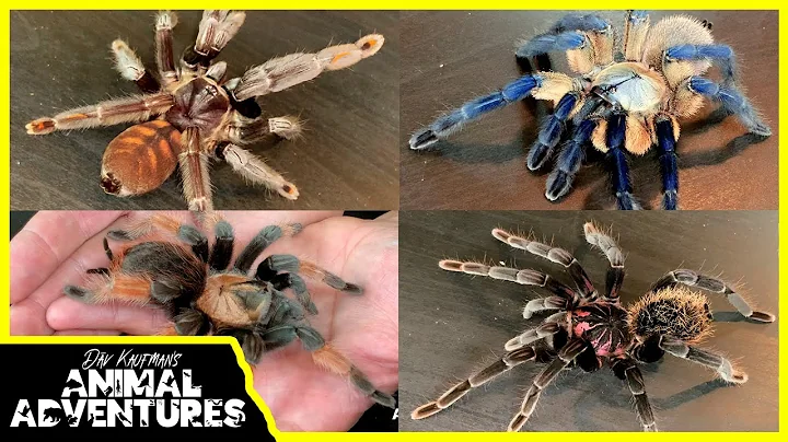 Amazing TARANTULAS! (species guide with Joey Mugle...