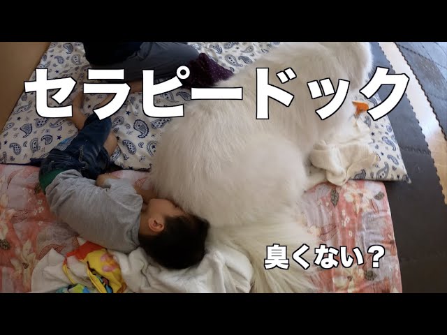 セラピードッグ ハンズハンズ 未来育へ グレートピレニーズ MIX犬