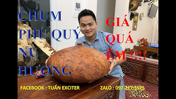 CHUM PHÚ QUÝ NU HƯƠNG - GIÁ CỰC ÊM