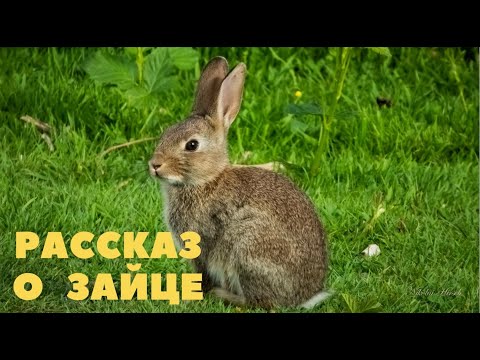 Рассказ о зайце