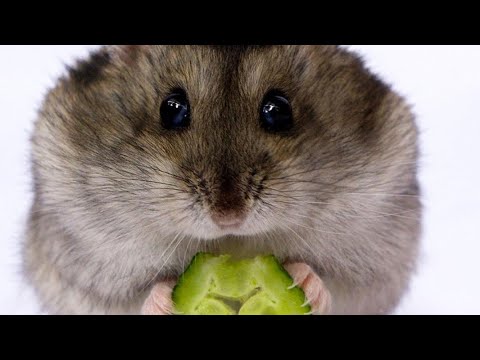 Cuanto viven un hamster