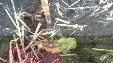 Growing Soybeans - Part 3 - Seeding Depth