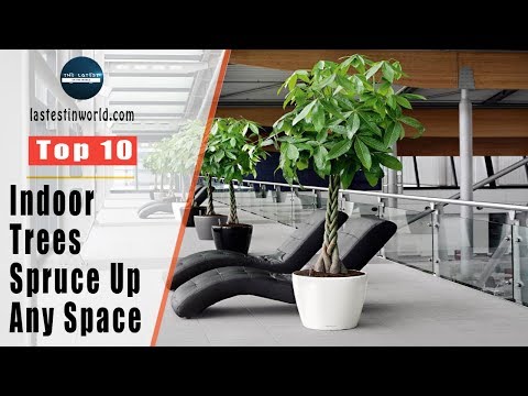 Video: Growing Spruce Indoors