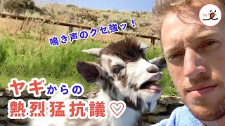 【鳴き声のクセ！】ヤギが熱烈猛抗議！