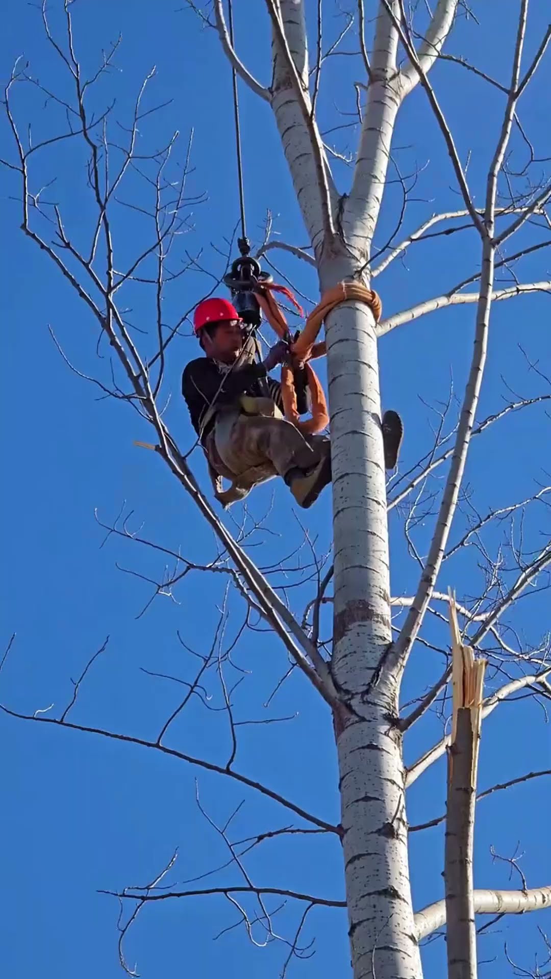 Cutting aspen trees hanging crane hook process- Good tools and machinery make work easy