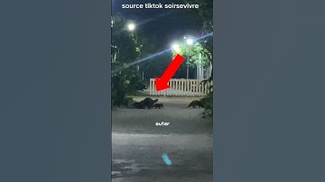 PENAMPAKAN LANGKA‼️ SEKELOMPOK OTTER MENYEBRANG JALAN‼️ #shorts