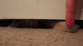 Clk Version That Does Not Infringe On Copyright