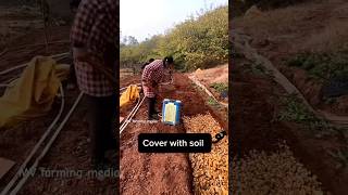 Baby Ginger Farming Techniques satisfying shot ytfarming shorts relaxing nature agriculture